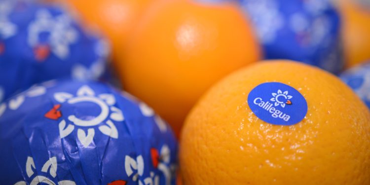 El ingenio Ledesma invierte cade vez más fuerte en el  negocio de la fruta