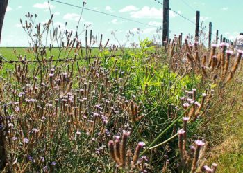 ¿Cómo trabaja Aceitera General Deheza sus 40 mil hectáreas agrícolas propias?
