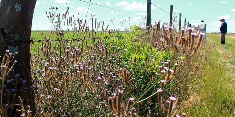 ¿Cómo trabaja Aceitera General Deheza sus 40 mil hectáreas agrícolas propias?