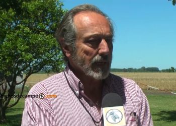 Patricio Watson, sobre el trigo transgénico: “Cuando se libera un evento, no es obligatoria su compra”