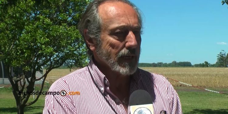 Patricio Watson, sobre el trigo transgénico: “Cuando se libera un evento, no es obligatoria su compra”