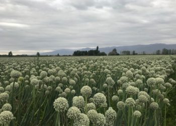 Gabriel Testa, productor de ajo: “Mucha gente recaudó la mitad de lo invertido y saldrá del negocio”