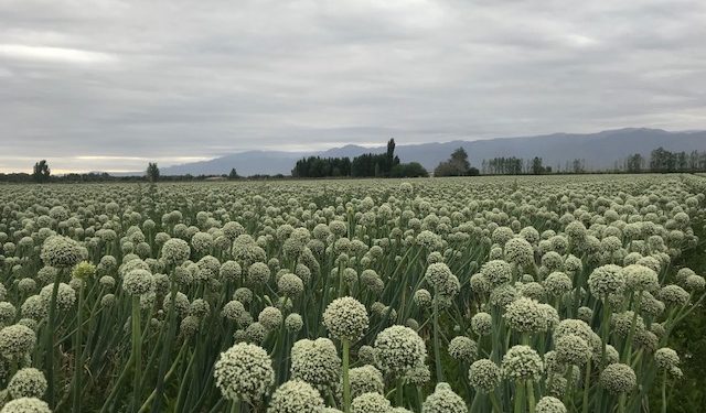 Gabriel Testa, productor de ajo: “Mucha gente recaudó la mitad de lo invertido y saldrá del negocio”