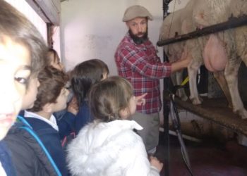 Sabores y saberes: El viejo almacén de 4 esquinas, y un amor entre quesos de oveja