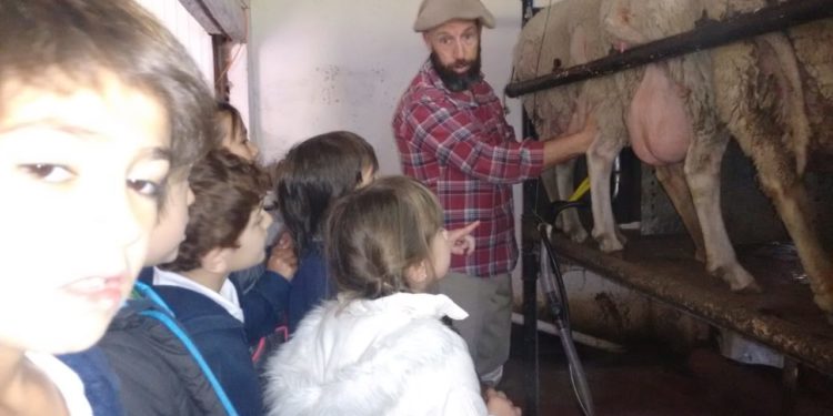 Sabores y saberes: El viejo almacén de 4 esquinas, y un amor entre quesos de oveja