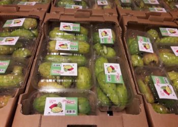 Ni Sandokan se animó a tanto: Una carga de tunas de Santiago del Estero partió a la conquista de Malasia