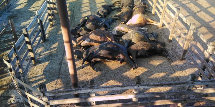 El calor provocó una inédita mortandad de vacunos, inclusive en Liniers