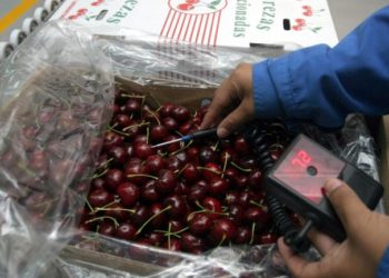 Las cerezas argentinas empiezan su más anhelado peregrinar: de la Patagonia a China