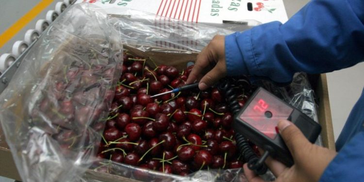 Las cerezas argentinas empiezan su más anhelado peregrinar: de la Patagonia a China