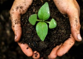 El compost ya es un producto regulado: establecen normas para su producción