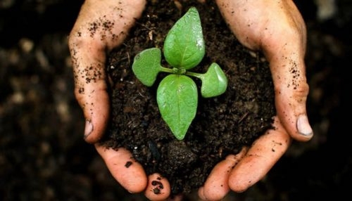 El compost ya es un producto regulado: establecen normas para su producción