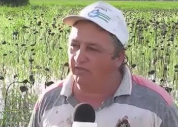 ¿Por qué se queja Darío? Según un estudio, los productores del norte también están inundados de impuestos