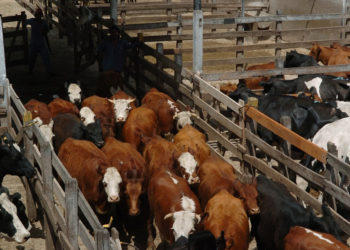 El ganado se despertó a fin de año y recuperó terreno: subió casi 20 por ciento