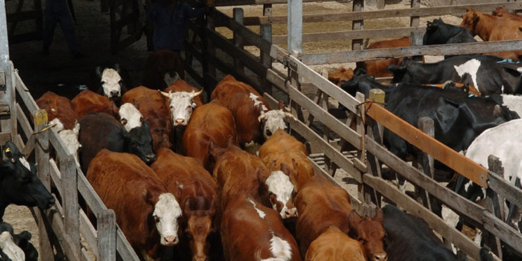 El ganado se despertó a fin de año y recuperó terreno: subió casi 20 por ciento