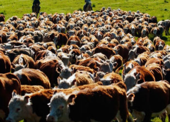 La perinola ganadera que dejó el 2018, según Matías Sara