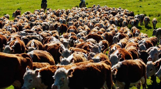 La perinola ganadera que dejó el 2018, según Matías Sara