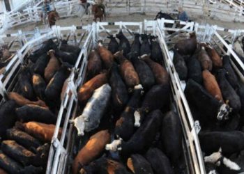 El dato ganadero de 2018: La faena de vacas creció en un año cerca del 20%