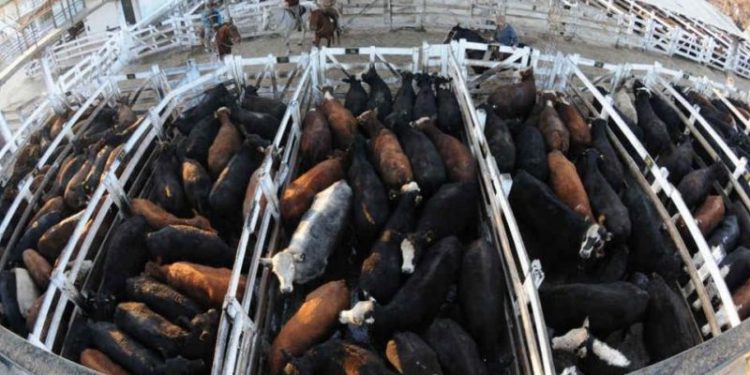 El dato ganadero de 2018: La faena de vacas creció en un año cerca del 20%