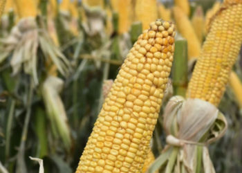 Diego de la Puente: “China comenzó a comprar soja norteamericana, pero yo sería muy cauteloso”