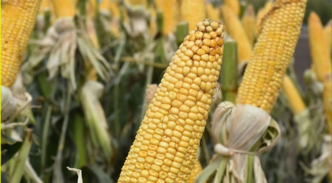 Diego de la Puente: “China comenzó a comprar soja norteamericana, pero yo sería muy cauteloso”