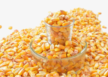 Quien ríe Cuarto ríe mejor: En la capital nacional del maíz ya se procesa medio millón de toneladas