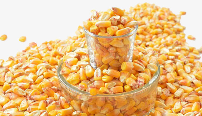 Quien ríe Cuarto ríe mejor: En la capital nacional del maíz ya se procesa medio millón de toneladas