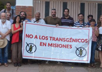 Como si fuera un país aparte, en Misiones se dividen por el maíz transgénico