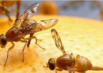 Extraño caso de Mosca de los Frutos en Puerto Madryn, donde casi no hay frutales