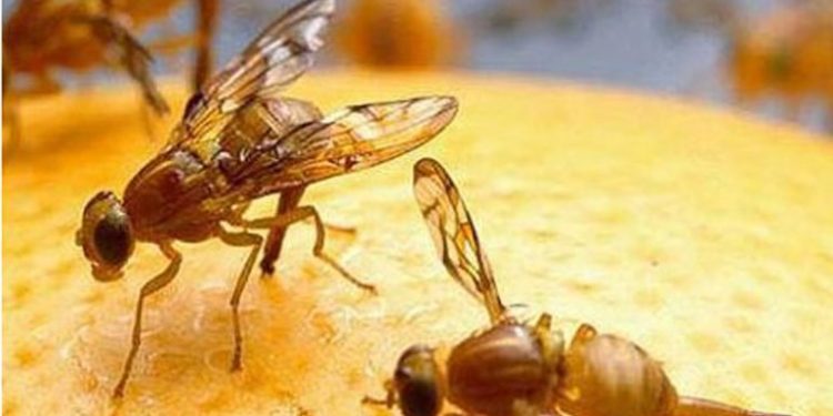 Extraño caso de Mosca de los Frutos en Puerto Madryn, donde casi no hay frutales