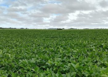 La soja ya está en el campo: Se “enterraron” US$ 10 mil millones y ahora solo queda esperar