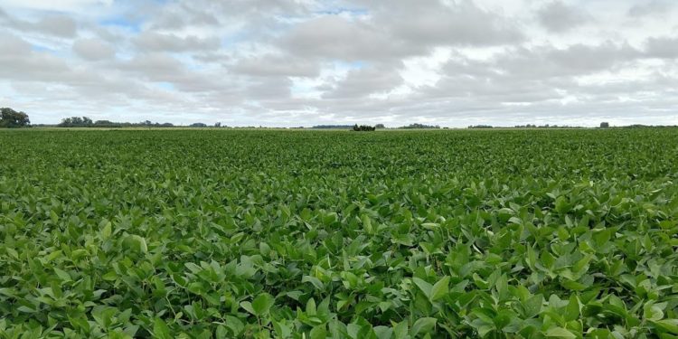 La soja ya está en el campo: Se “enterraron” US$ 10 mil millones y ahora solo queda esperar