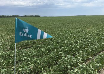 Dos sojas transgénicas de interés para la Argentina fueron liberadas por China