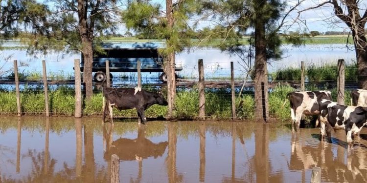 Otro tambo que cierra: Culpa de la inundación y de las miserias de la política