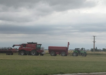Las cerealeras ya compraron el 70% del saldo exportable de trigo