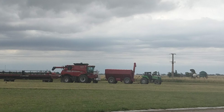 Las cerealeras ya compraron el 70% del saldo exportable de trigo