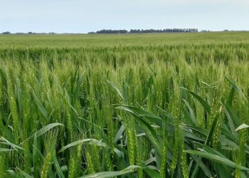 Balance final del trigo: Fue una gran cosecha, con mejores precios todavía