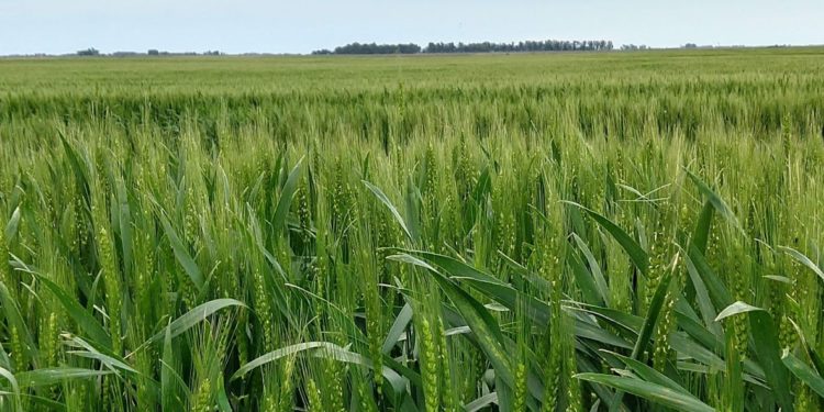 Balance final del trigo: Fue una gran cosecha, con mejores precios todavía