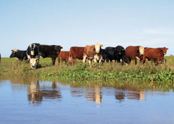 Alfredo Bel: “Se pudo mejorar la utilización del sector de islas, donde hay cerca de 450.000 cabezas”