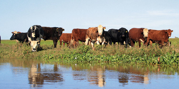 Alfredo Bel: “Se pudo mejorar la utilización del sector de islas, donde hay cerca de 450.000 cabezas”