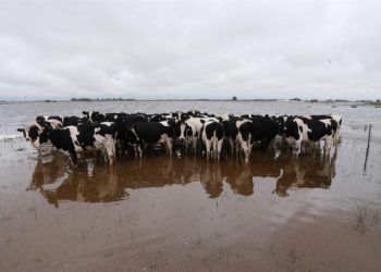 Otro tambo que cierra y el productor fustiga a los políticos: “Vienen a burlarse con lentes oscuros y vidrios polarizados”