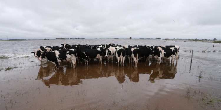 Otro tambo que cierra y el productor fustiga a los políticos: “Vienen a burlarse con lentes oscuros y vidrios polarizados”