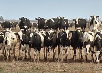 ¿Salimos del sótano? El gobierno destaca el repunte de las exportaciones lácteas