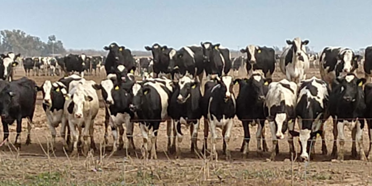 ¿Salimos del sótano? El gobierno destaca el repunte de las exportaciones lácteas