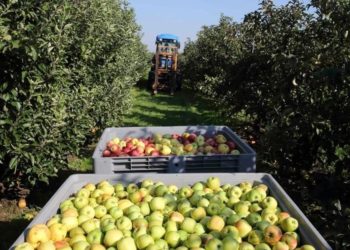 Alberto Flores Quiroga: “Los únicos que podrán subsistir en el Alto Valle son los grandes que tienen la exportación integrada”