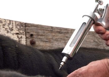 La aftosa es una enfermedad regional, pero Brasil hace la suya: Bajó la potencia de la vacuna