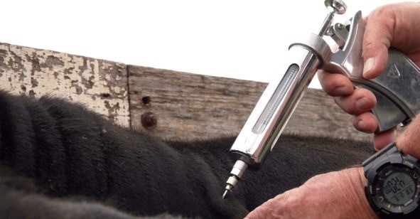 La aftosa es una enfermedad regional, pero Brasil hace la suya: Bajó la potencia de la vacuna