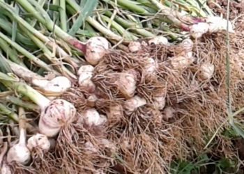 El ajo agarró un buen atajo: Las exportaciones crecieron otro 30% en 2018