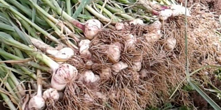 El ajo agarró un buen atajo: Las exportaciones crecieron otro 30% en 2018