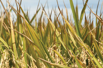 El gobierno celebra una histórica venta de arroz… a Japón