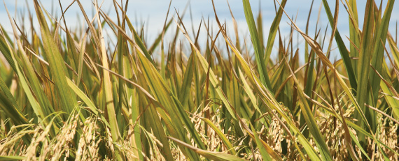 El gobierno celebra una histórica venta de arroz… a Japón